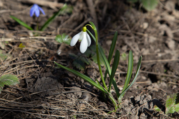 Lonely wild flower snowdrop grows on the ground in the garden