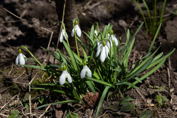 Wild flowers snowdrops grow on the ground in the garden
