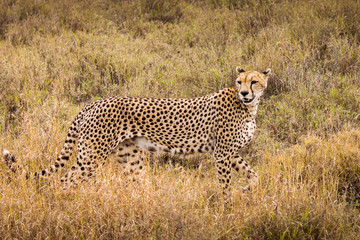 Cheetah in the grass during safari at Serengeti National Park in Tanzania. Wild nature of Africa..