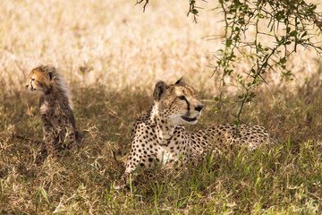 Cheetah together with her cubs in the grass during safari at Serengeti National Park in Tanzania. Wild nature of Africa..