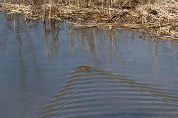 water rat floating on the water to the shore, leaving a mark