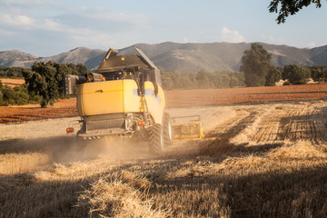 Obraz premium yellow harvesting machine, gathering the harvest from a wheat field at sunset on a summer day. rear view