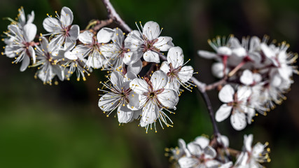 Cherry tree branch with blossoming flowers