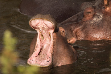 Young hippopotamus with mouth open in the water  Serengeti National Park, Tanzania. Wild nature of Africa.
