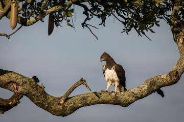 Hawk resting on a tree in Serengeti National Park in Tanzania during safari with blue sky in background. Wild nature of Africa