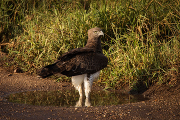 Hawk walking on earth in Serengeti National Park in Tanzania during safari with blue sky in background. Wild nature of Africa