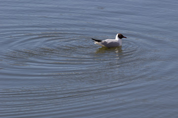 a bird sits on the water and circles on the water