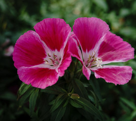 Clarkia amoena