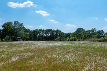 natural field under a great blue sky