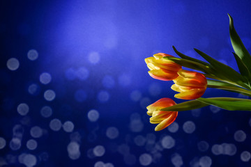 rot/gelbe Tulpen seitlich vor blauem Hintergrund mit zartem Bokeh, Gratulation, Geburtstag, Muttertag, Ostern, besonderer Anlaß