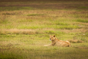 Fototapeta na wymiar Lioness resting in the grass during safari in Ngorongoro National Park, Tanzania. Wild nature of Africa..