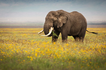 Elephant eating grass during safari in National Park of Ngorongoro, Tanzania. Beautiful yellow flowers around him. Wild nature of Africa.