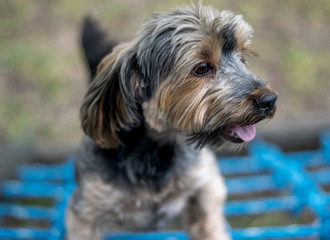 Yorkshire terrier climbing in the Parc and enjoying life.