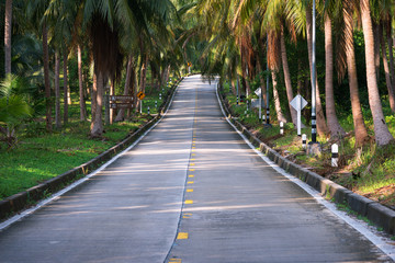 .empty winding road in jungle between Coconut palms in tropical island Ko Pha Ngan to Haad Sadet Beach