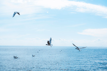 Fototapeta na wymiar Seagulls fly over the sea against the blue sky. Photo of seagulls in the sky.