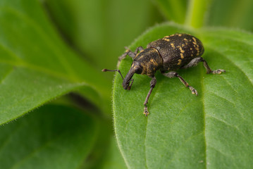 Weevil sits on a leaf of a plant. The background is blurry. Wildlife.