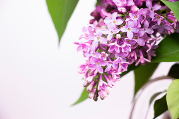 Flowering branch of lilac on a light background close-up. Mock-up of a postcard for mother's day.