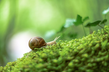 Snail on the moss vintage lens rendering