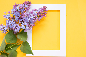 Creative layout with blooming lilac branches and a white frame on a yellow pastel background with copy space. Minimal idea concept.