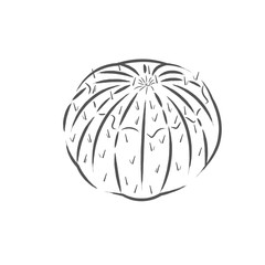 Isolated cactus icon