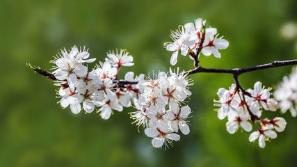 Cherry tree branch with blossoming flowers