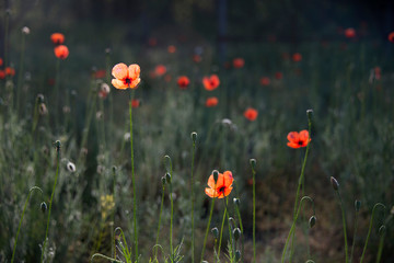 Red, tender, air, life-giving  poppy.Huge field of blossoming poppies. Poppy field. Field of...