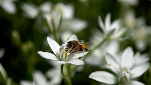 Small white flowers.Decorative white flower, insect lures.A bee pollinates a white flower.