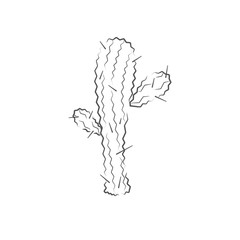 Isolated cactus icon