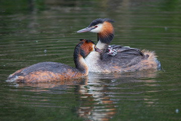 Haubentaucher Familie