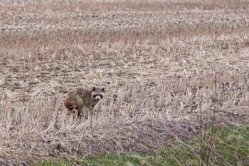 Cute adult raccoon looking back with startled expression while roaming in a field, Saint-Gilles, Chaudière-Appalaches region, Quebec, Canada