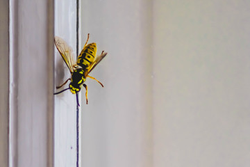 bee on a glass window