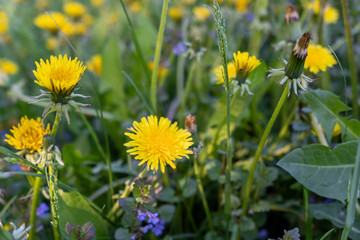 Glade of yellow dandelions among the green grass.