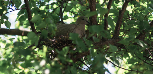 A wild pigeon is sitting in a nest. The bird is sitting on the eggs.