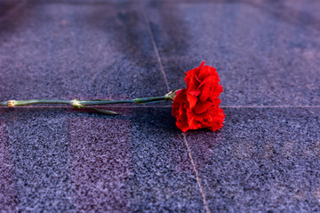 red carnation on a marble monument