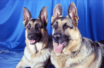 German Shepherd Dogs