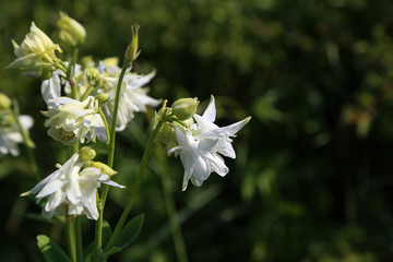 Macro shot of an aquilegia flower bud