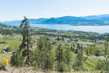 Fototapeta na wymiar Panoramic view of vineyards and orchards in Naramata, Okanagan Lake, and the Okanagan Valley