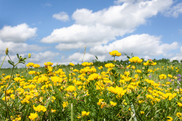 Naklejka premium Yellow Wildflowers in Green Field