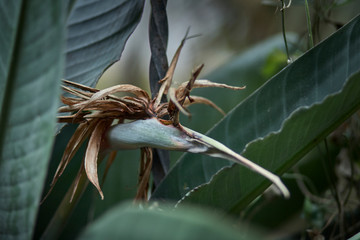 Bird of paradise flower Strelitzia withered