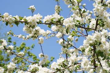 blooming branches of apple trees against the blue sky