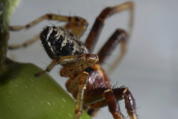 Super close up with face and eye details of male Xysticus lanio (Red Crab-spider),7mm long, on a leaf.