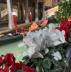 background white and red flowers and gondola on water