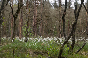 Drowning forest caused by rising groundwaterlevel: dead and dying birches and Hare's-tail Cottongrass in a moisty forest