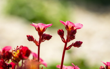 Macro close up of red flowers of the mossy saxifrage, the mossy rockfoil (Saxifraga × arendsii)	