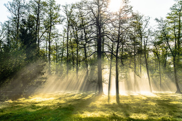 Obraz premium Bright morning in the forest with mist