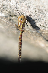 Canada Darner