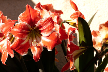 red and white lilies