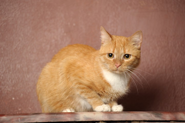 red and white cat