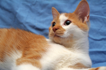 red and white cat