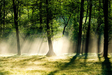 Obraz premium Bright morning in the forest with mist